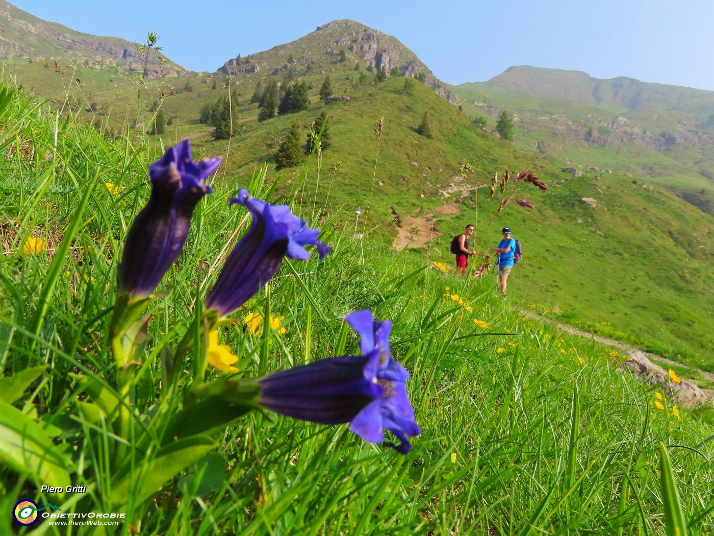 07 Gentiana acaulis (Genziana di Koch).JPG